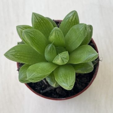 Haworthia cooperi kicsi