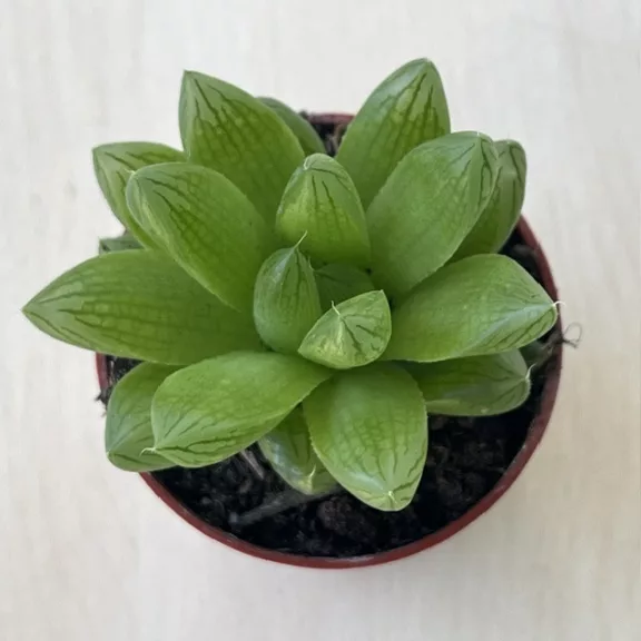 Haworthia cooperi kicsi Haworthia cooperi kicsi