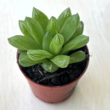 Haworthia cooperi kicsi