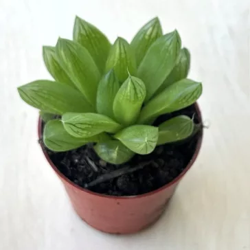 Haworthia cooperi kicsi