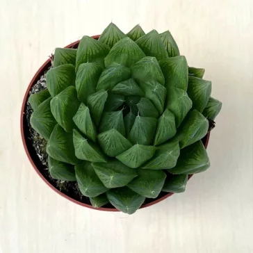 Haworthia cooperi