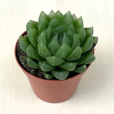 Haworthia cooperi