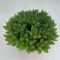 Haworthia cooperi