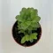 Haworthia cooperi var. truncata