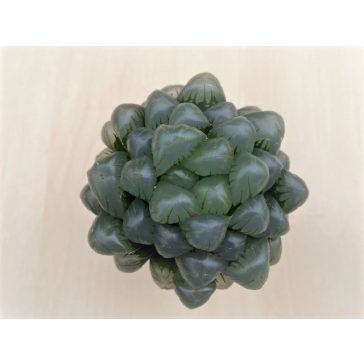 Haworthia cooperi var. truncata