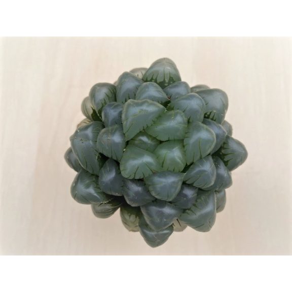 Haworthia cooperi var. truncata