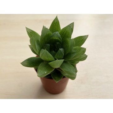 Haworthia cuspidata