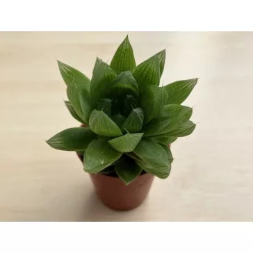 Haworthia cuspidata