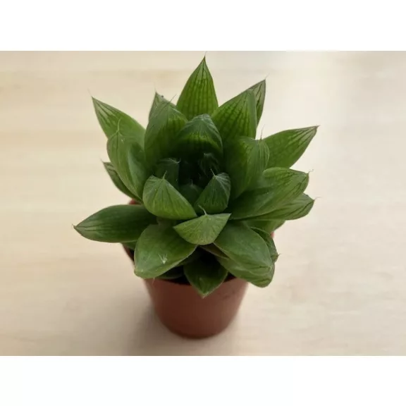 Haworthia cuspidata