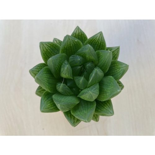 Haworthia cymbiformis2