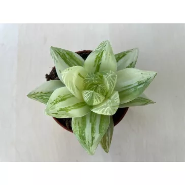 Haworthia cymbiformis-var