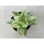 Haworthia cymbiformis-var