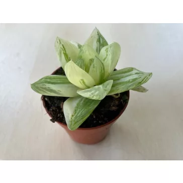 Haworthia cymbiformis-var