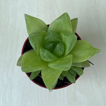 Haworthia cymbiformis