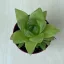 Haworthia cymbiformis