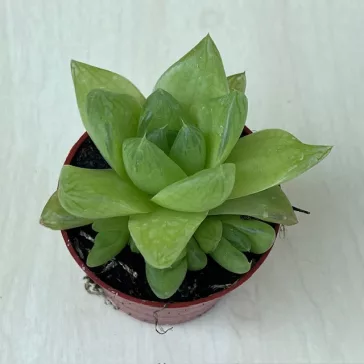 Haworthia cymbiformis