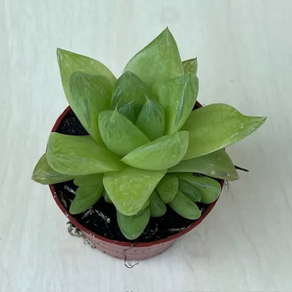 Haworthia cymbiformis