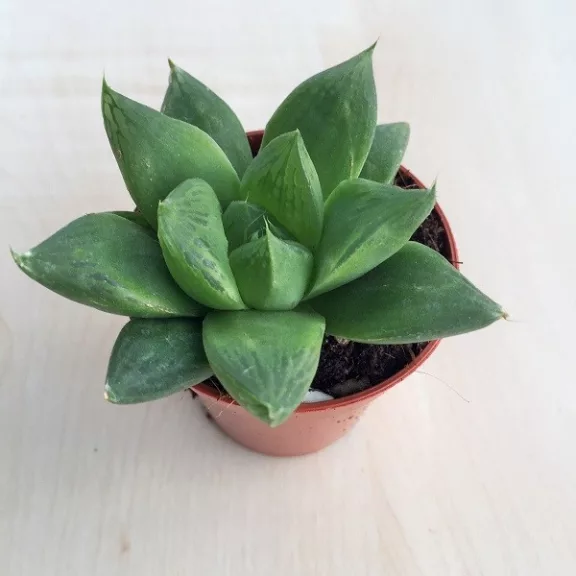 Haworthia cymbiformis