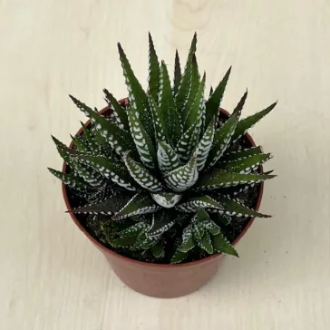 Haworthia fasciata nagyobb méretű