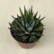 Haworthia fasciata nagyobb méretű
