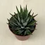Haworthia fasciata nagyobb méretű
