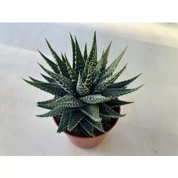Haworthia fasciata nagyobb méretű