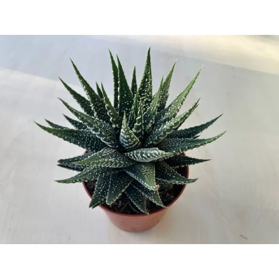 Haworthia fasciata nagyobb méretű