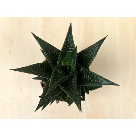 Haworthia limifolia nagy