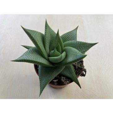 Haworthia limifolia 'Roux'