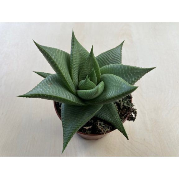 Haworthia limifolia 'Roux'