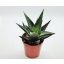 Haworthia limifolia