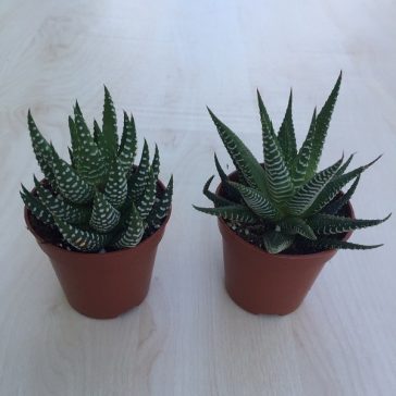 Haworthia reinwardtii