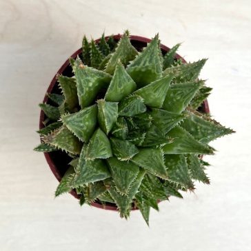 Haworthia reticulata