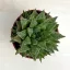 Haworthia reticulata