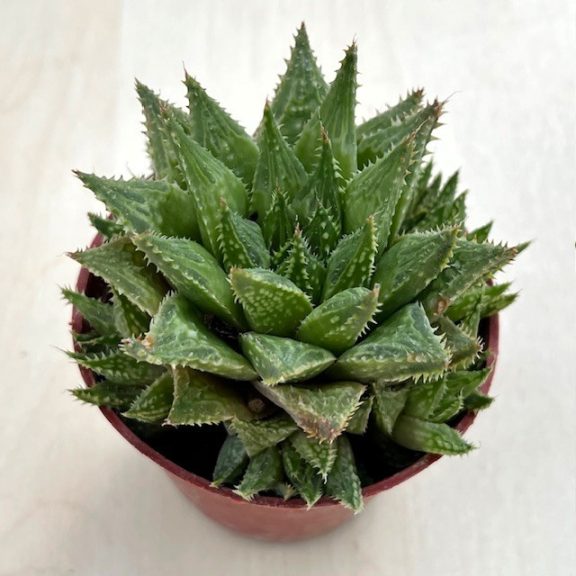 Haworthia reticulata