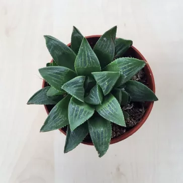 Haworthia retusa