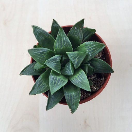 Haworthia retusa