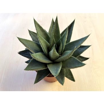 Haworthia 'Safari Savanna' L méret