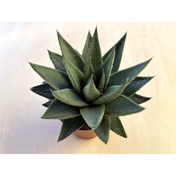 Haworthia 'Safari Savanna' L méret