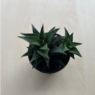 Haworthia tortousa