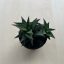 Haworthia tortousa