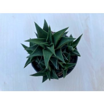 Haworthia tortousa