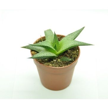 Haworthia venosa