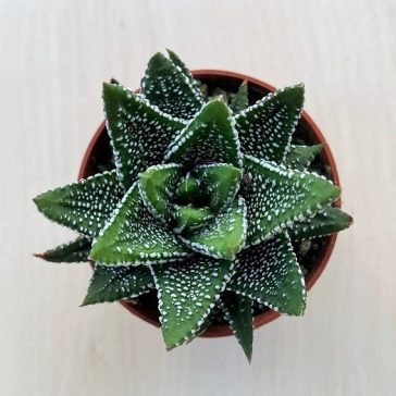 Haworthiopsis attenuata f. tanba - Enon