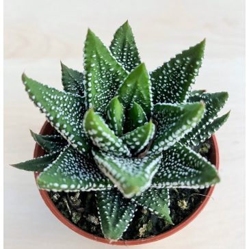 Haworthiopsis attenuata f. tanba - Enon