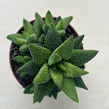 Haworthiopsis attenuata f. tanba - Enon