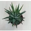 Haworthiopsis attenuata var radula