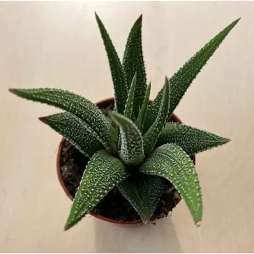 Haworthiopsis attenuata var radula