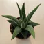 Haworthiopsis attenuata var radula