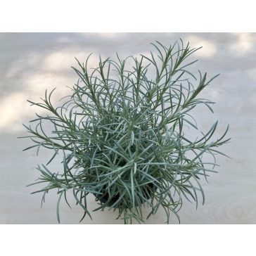 Olasz szalmagyopár - Curryfű